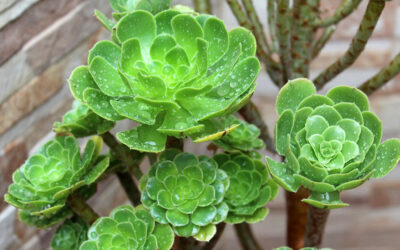 Aeonium arboreum