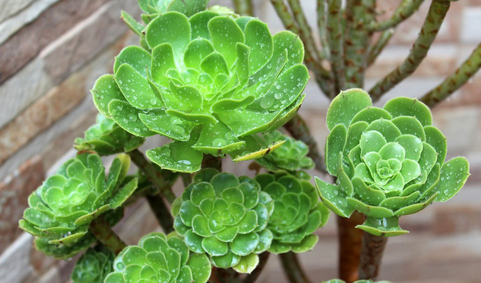 Aeonium arboreum