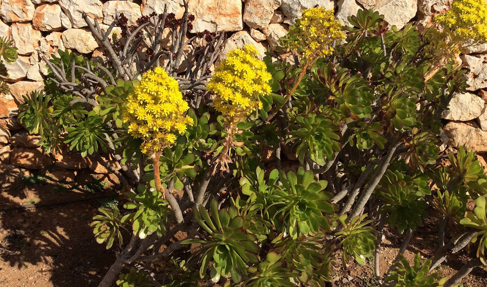 Aeonium en flor