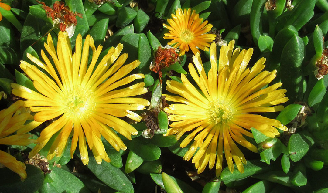 Delosperma cooperi en color amarillo