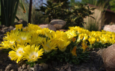 Delosperma cooperi