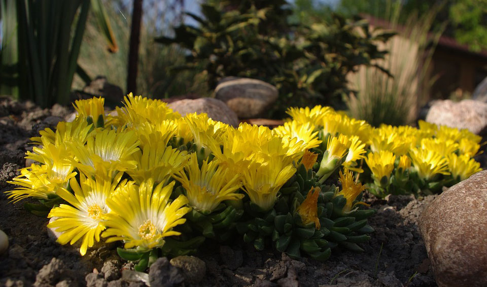 Delosperma en color amarillo