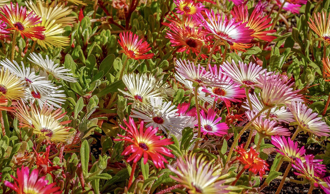 Delosperma cooperi, surtido