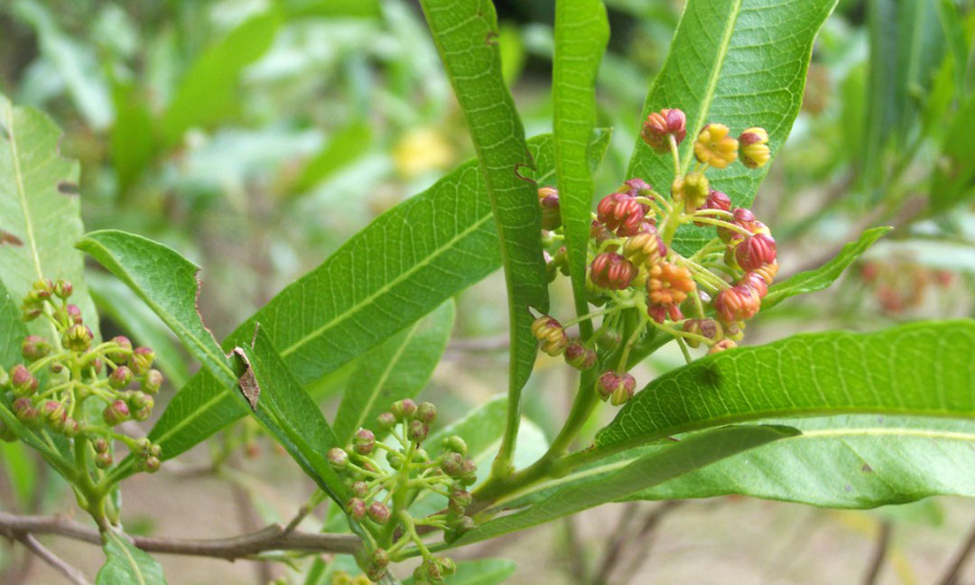 Dodonaea viscosa. flores