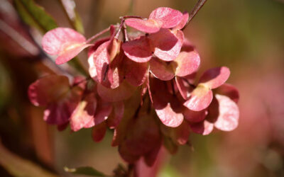 Dodonaea viscosa