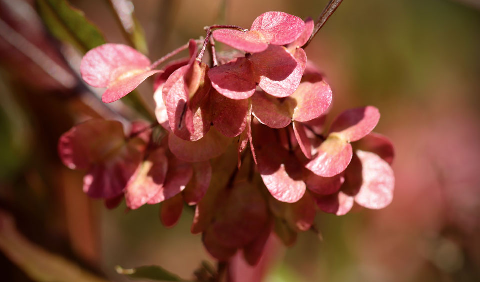 Dodonaea viscosa