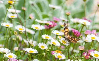 Erigeron karvinskianus