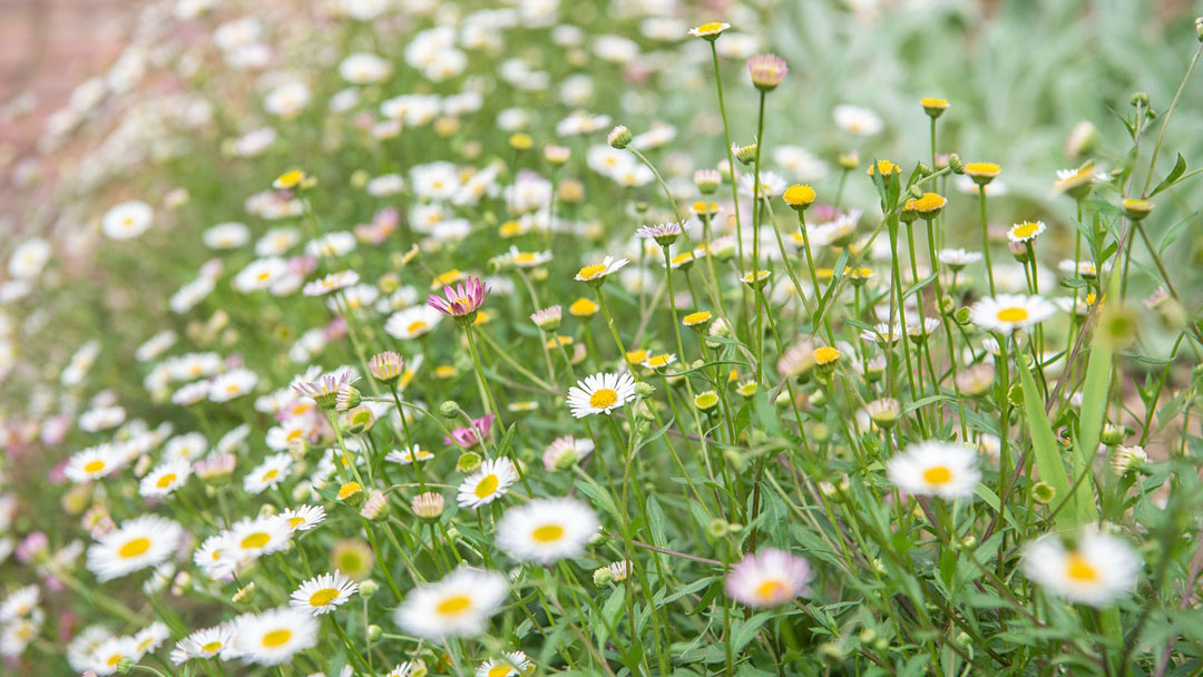 Erigeron karvinskianus en flor