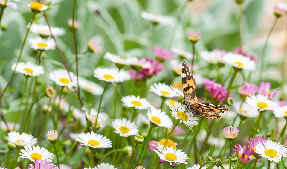 Erigeron karvinskianus en flor