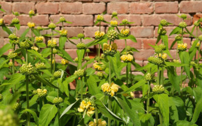 Phlomis fruticosa