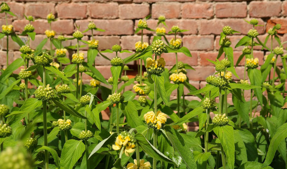 Phlomis fruticosa en flor