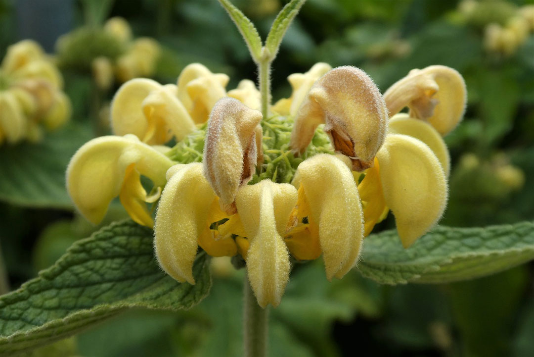 Phlomis fruticosa, flor