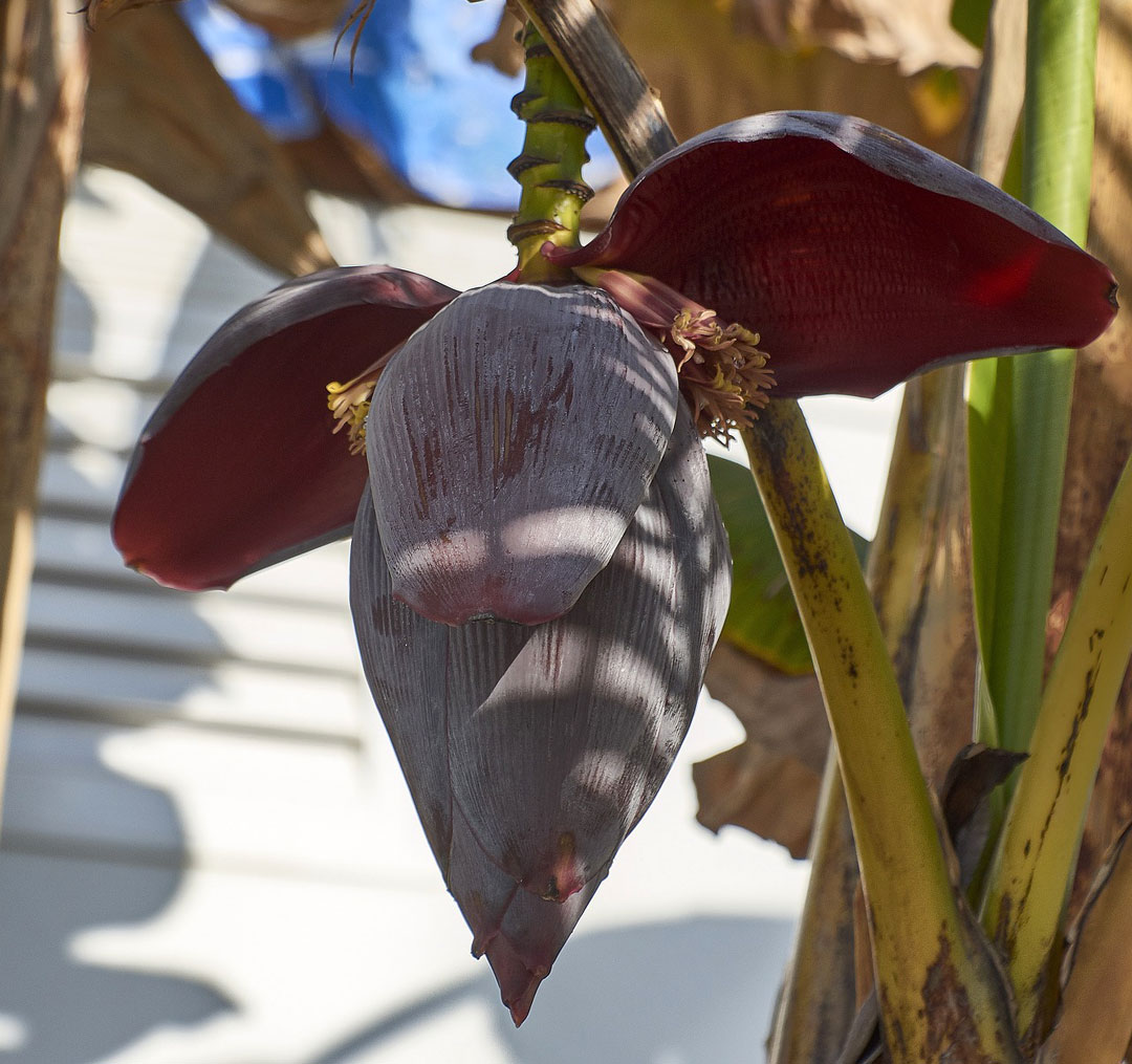 Flor de Musa acuminata