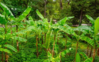 Musa acuminata Dwarf Cavendish