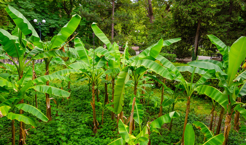 Plataneras en jardín