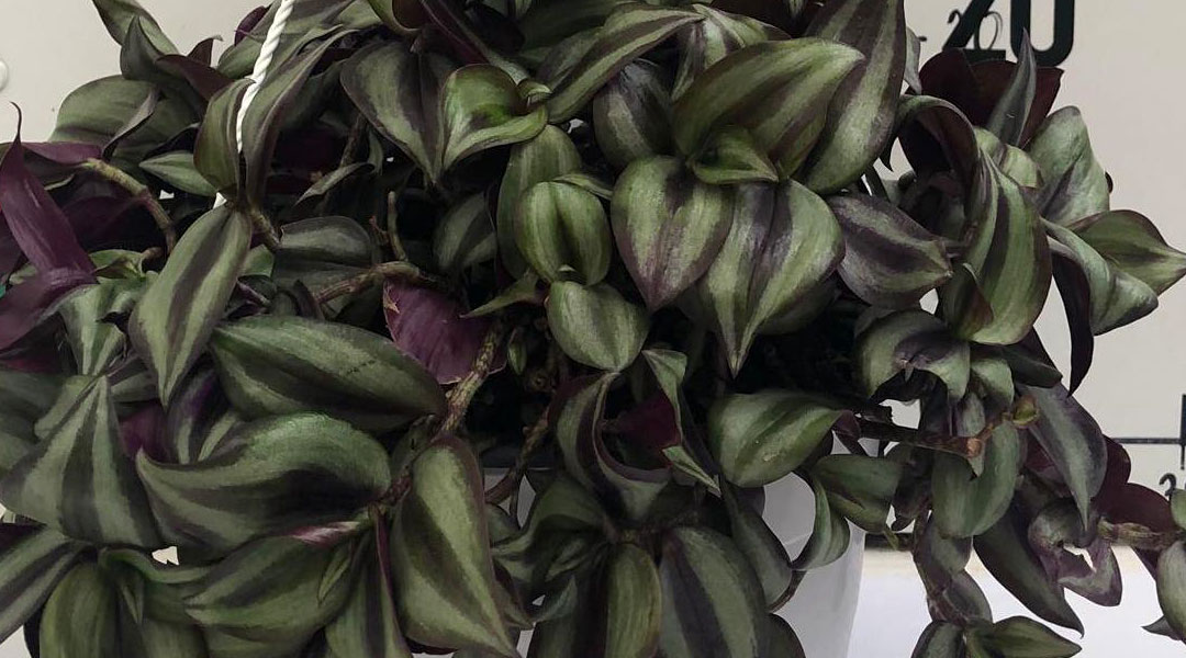 Tradescantia zebrina de MaQu