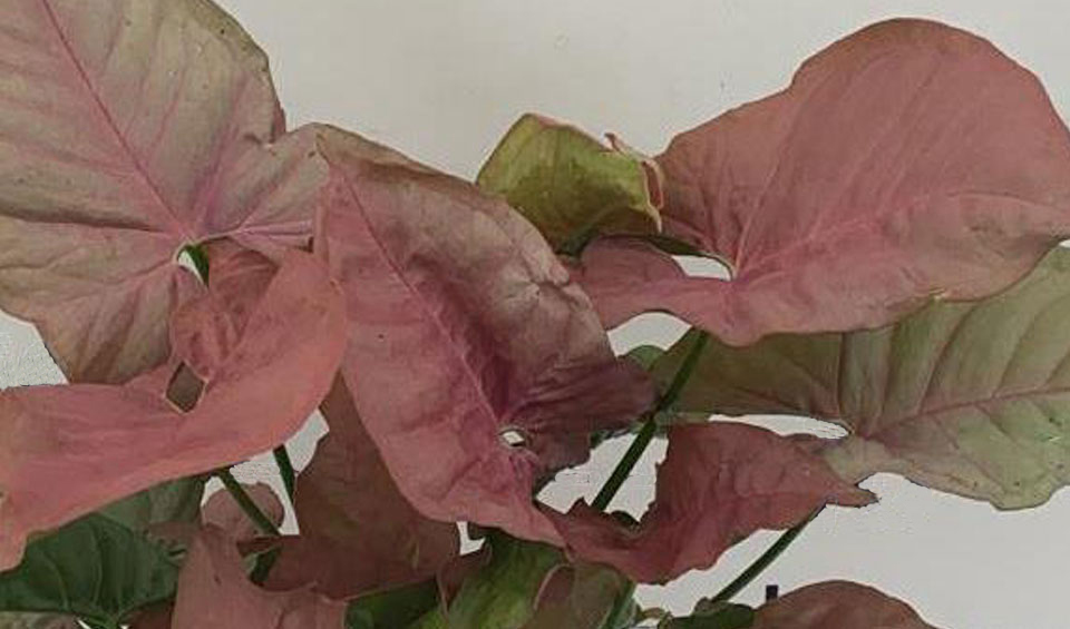 Syngonium MaQu 'Neon'