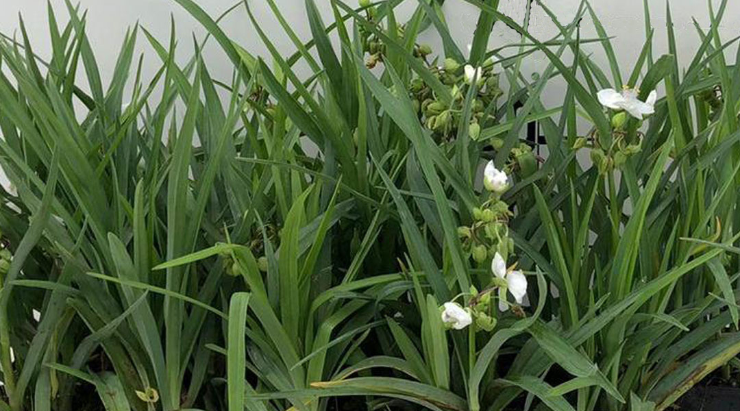 Tradescantia andersoniana de MaQu