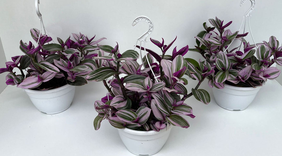 Tradescantia nanouk de MaQu