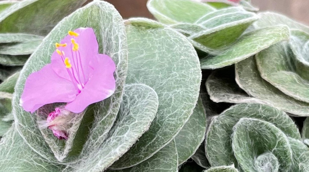 Flor de Tradescantia sillamontana de MaQu