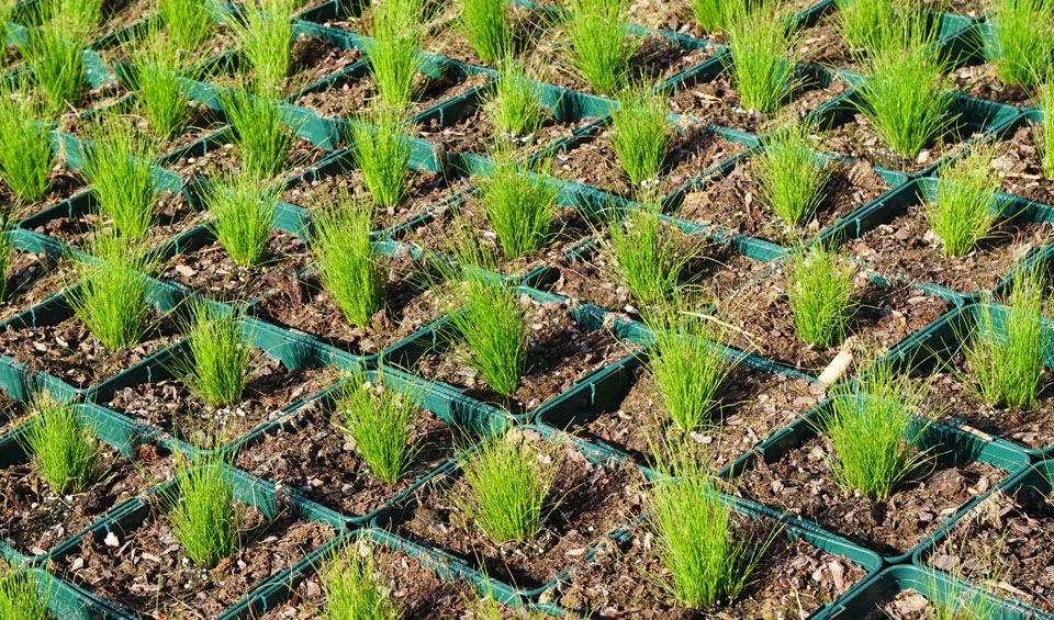 Nasella o Stipa tenuissimaen cultivo MaQu