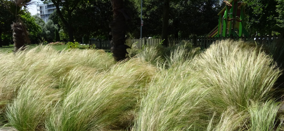 nasella tenuissima en jardín