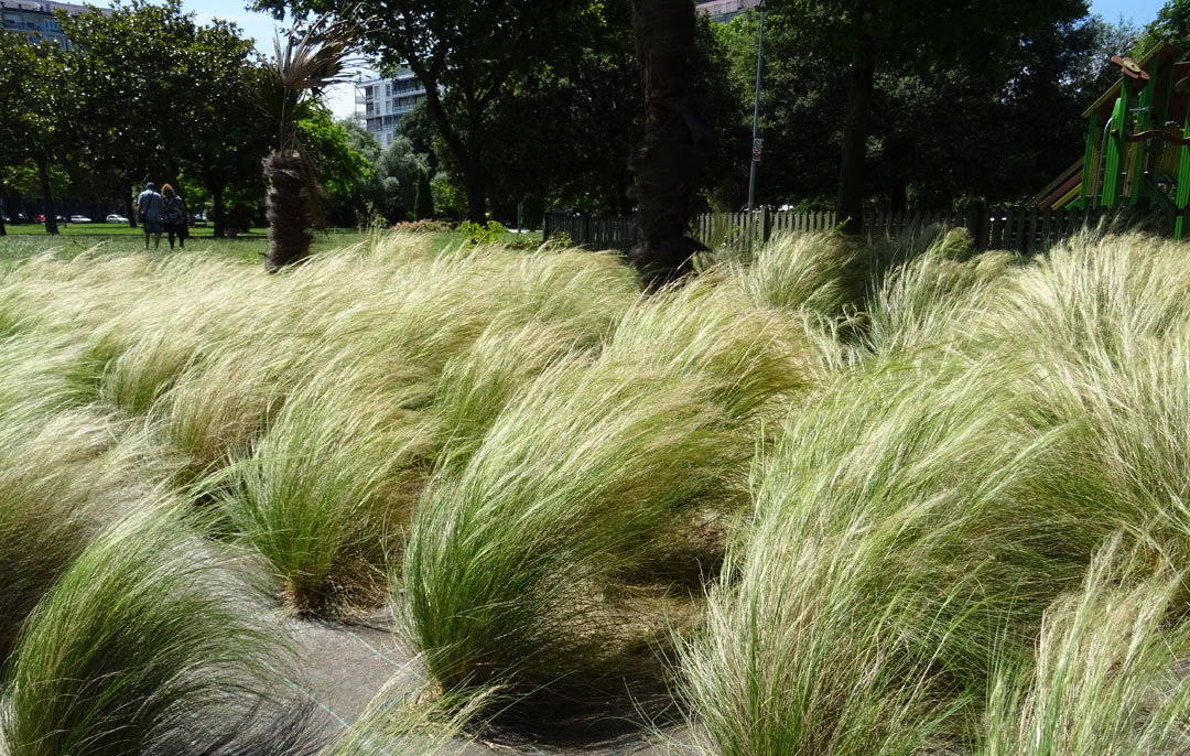 Stipa tenuissima en jardín