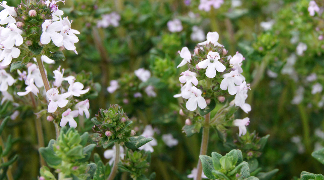 Tomillo o Thymus vulgaris en flor