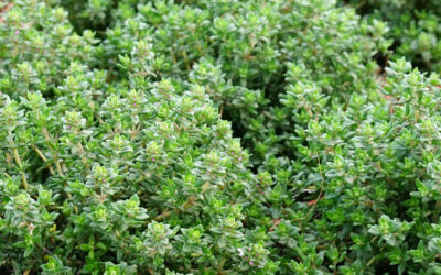 Thymus vulgaris