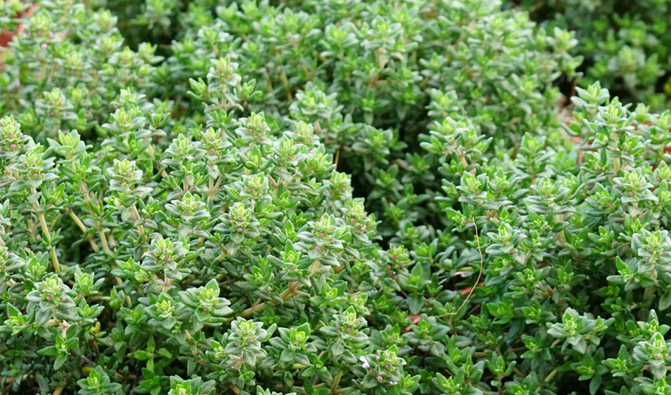 Thymus vulgaris o Tomillo, follaje