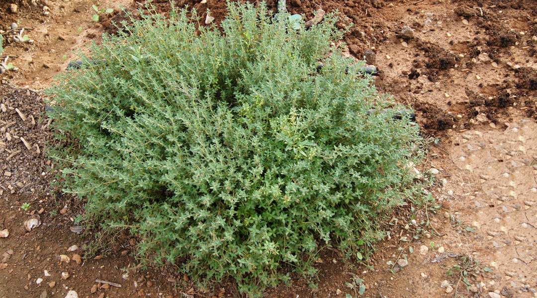 Thymus vulgaris o tomillo en jardín