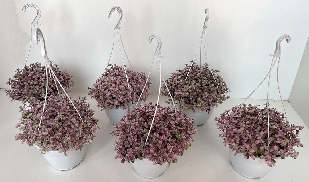 Callisia repens "Rosato Purple" de MaQu