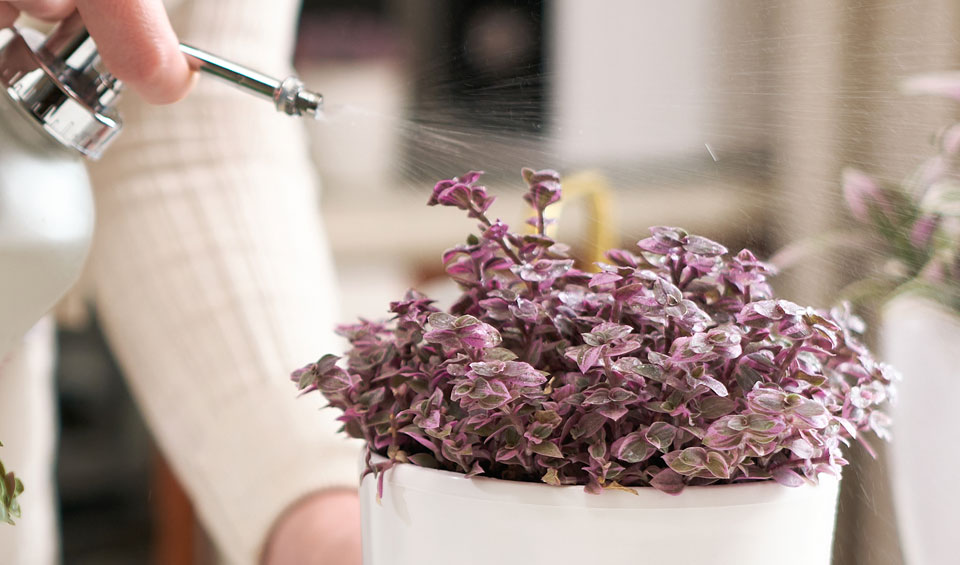 Callisia repens 'Rosato Purple' de MaQu