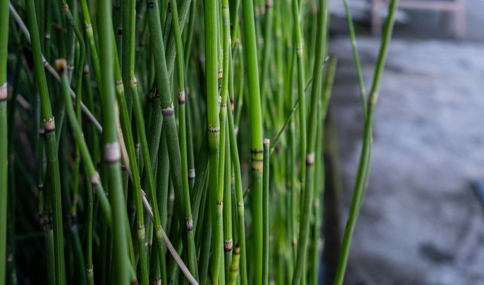 Equisetum hyemale de Maqu, acuática