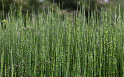 Equisetum hyemale