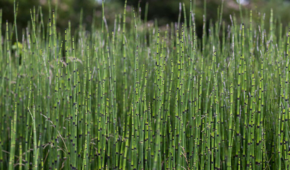 Equisetum hyemale de Maqu, acuática