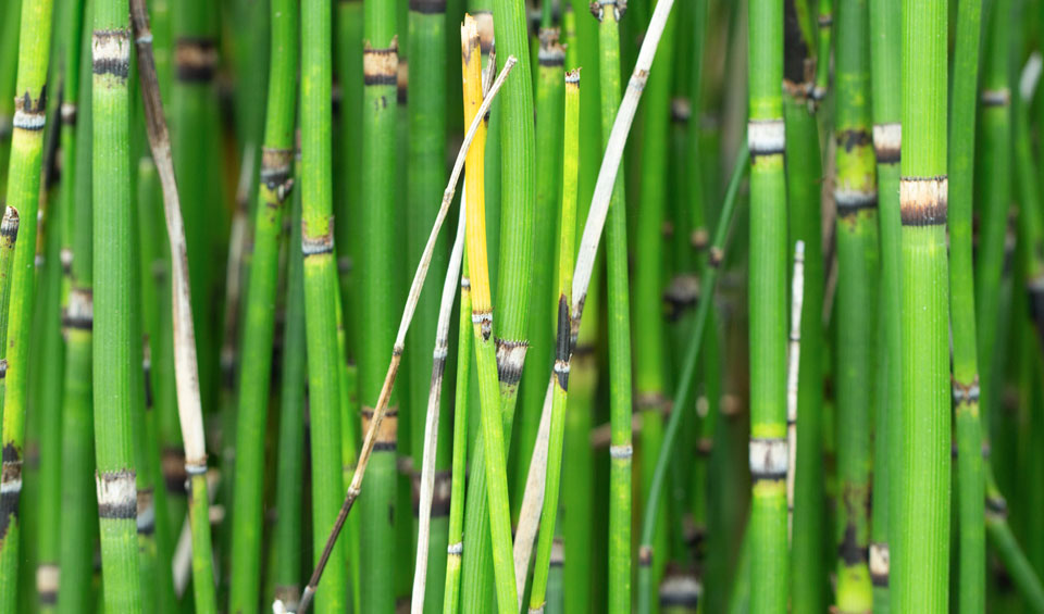 Equisetum hyemale de Maqu, acuática