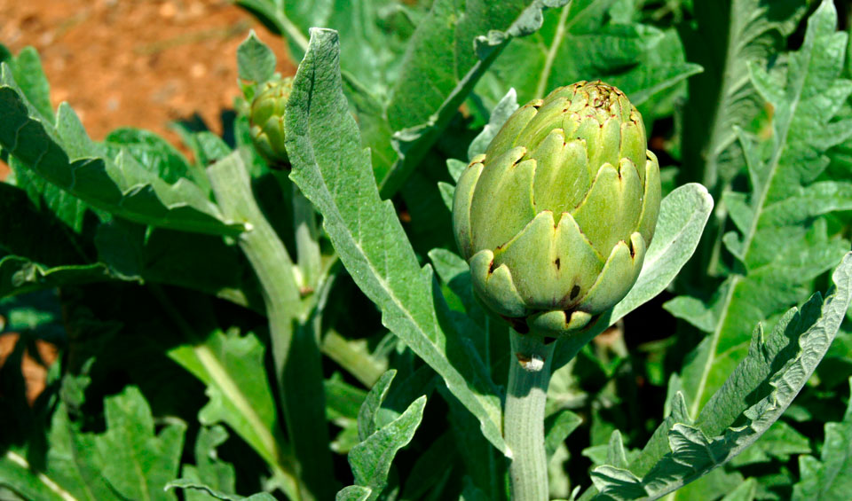 Flor de la alcachofa