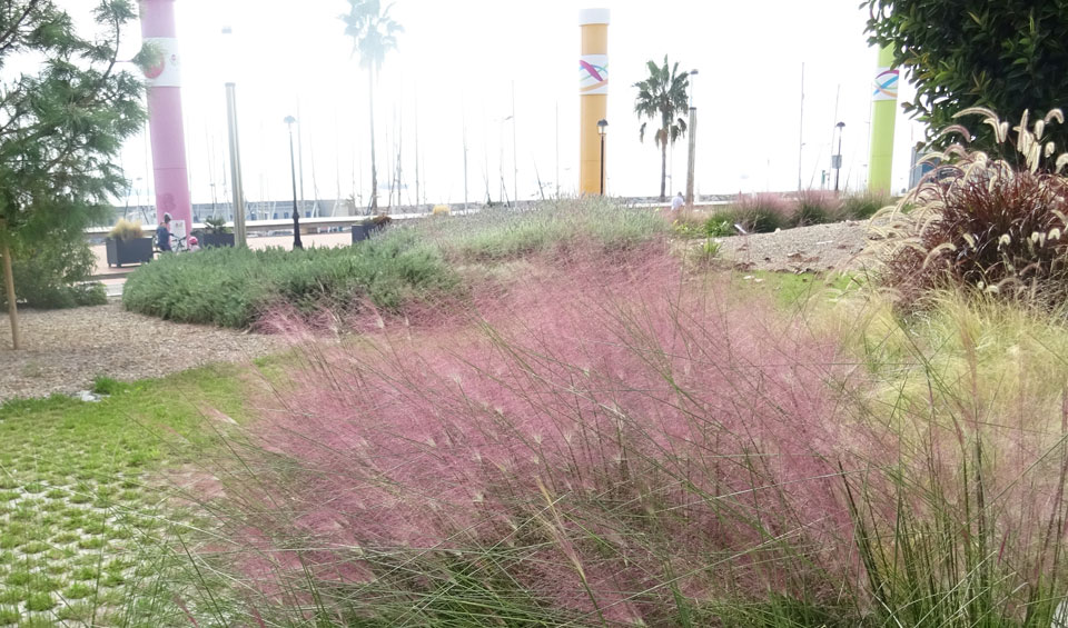 Muhlenbergia capillaris