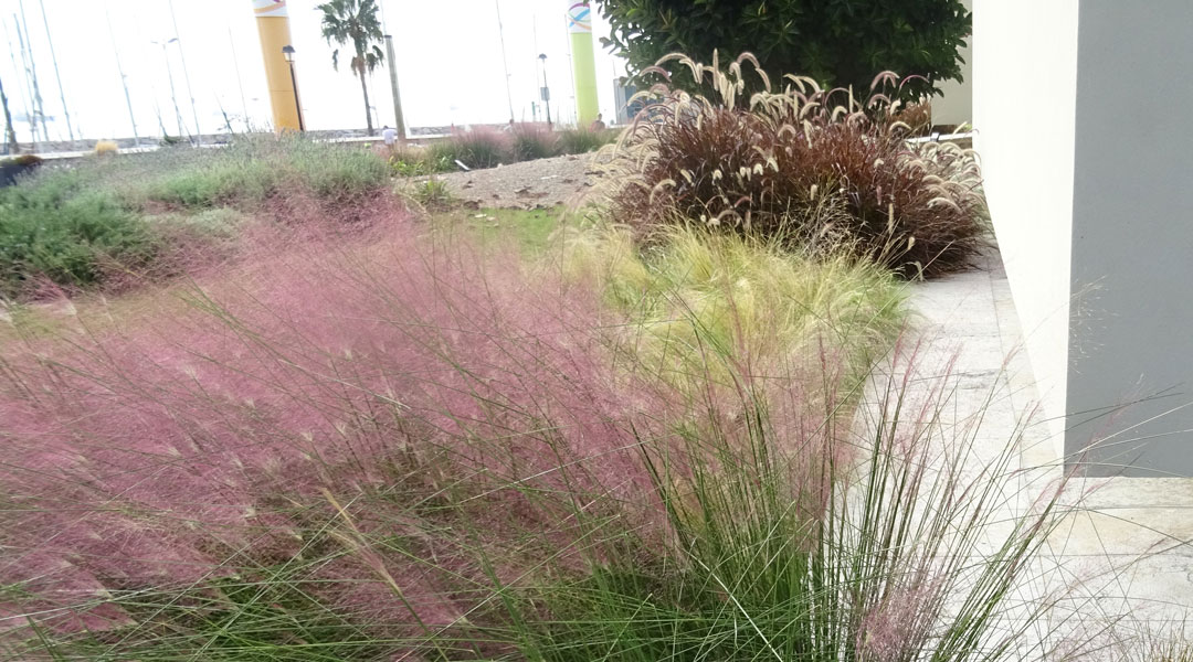 Muhlenbergia capillaris en floración