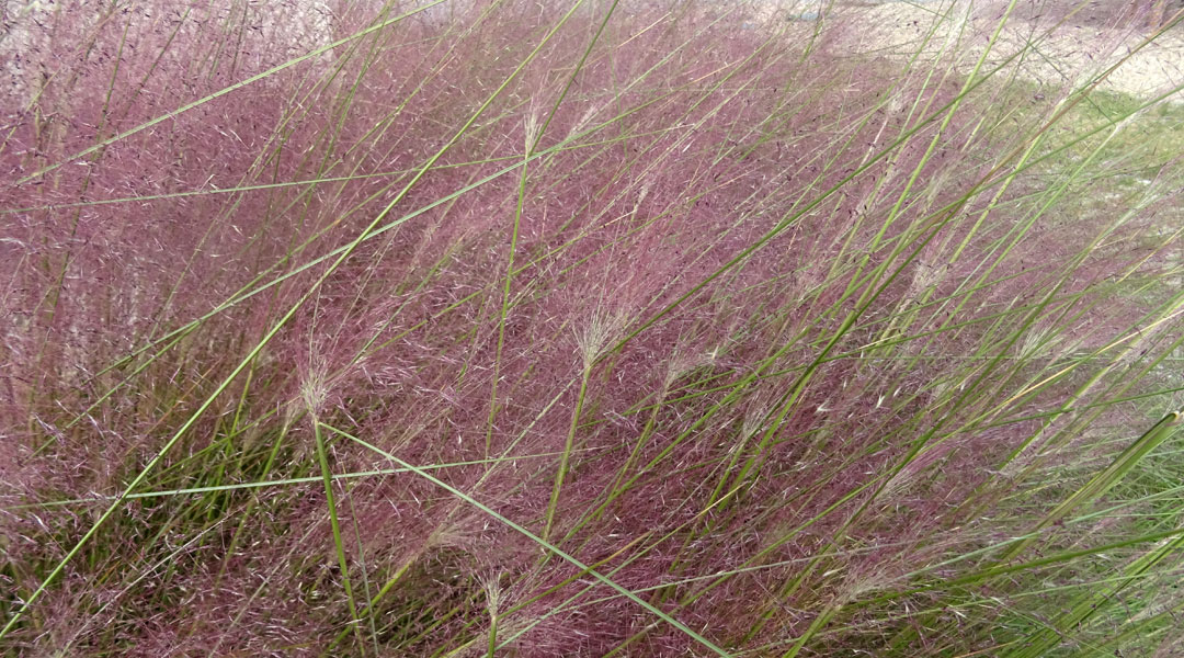 Muhlenbergia capillaris en floración