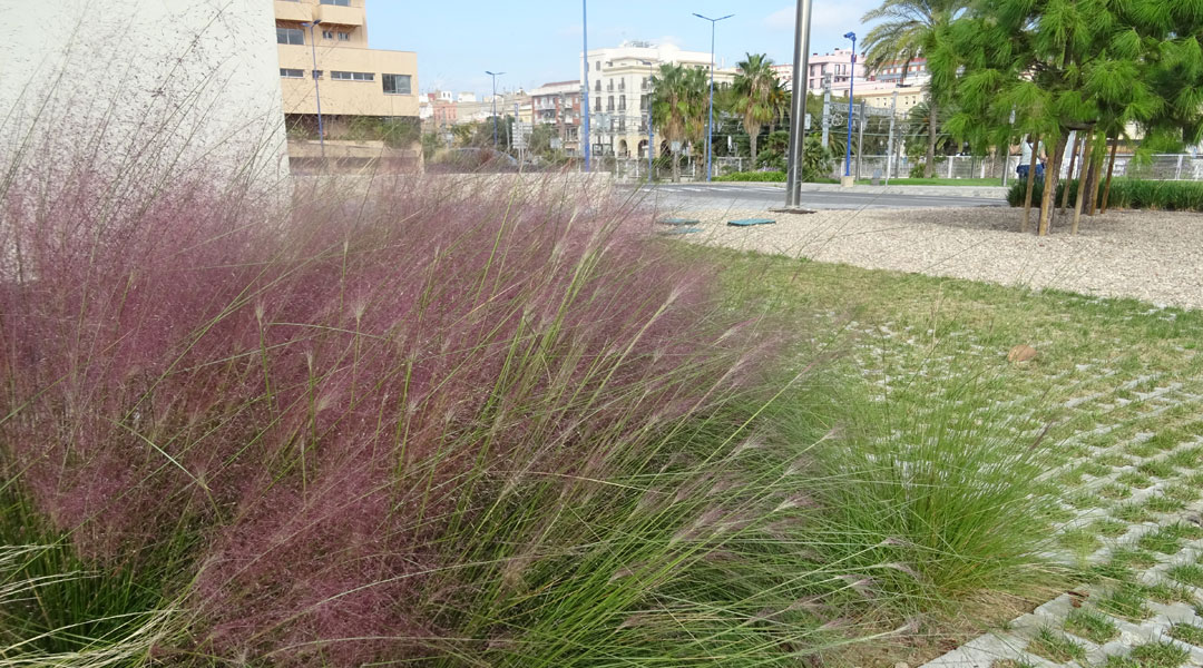 Muhlenbergia capillaris en floración