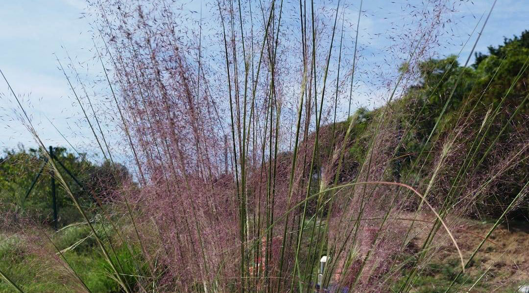 Muhlenbergia capillaris en floración