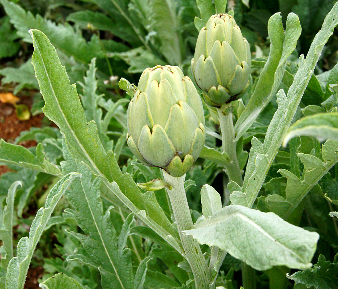 Planta de alcachofera