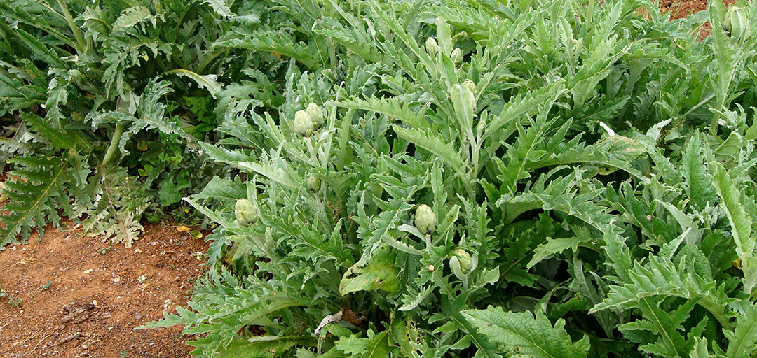 Plantas de alcachofera