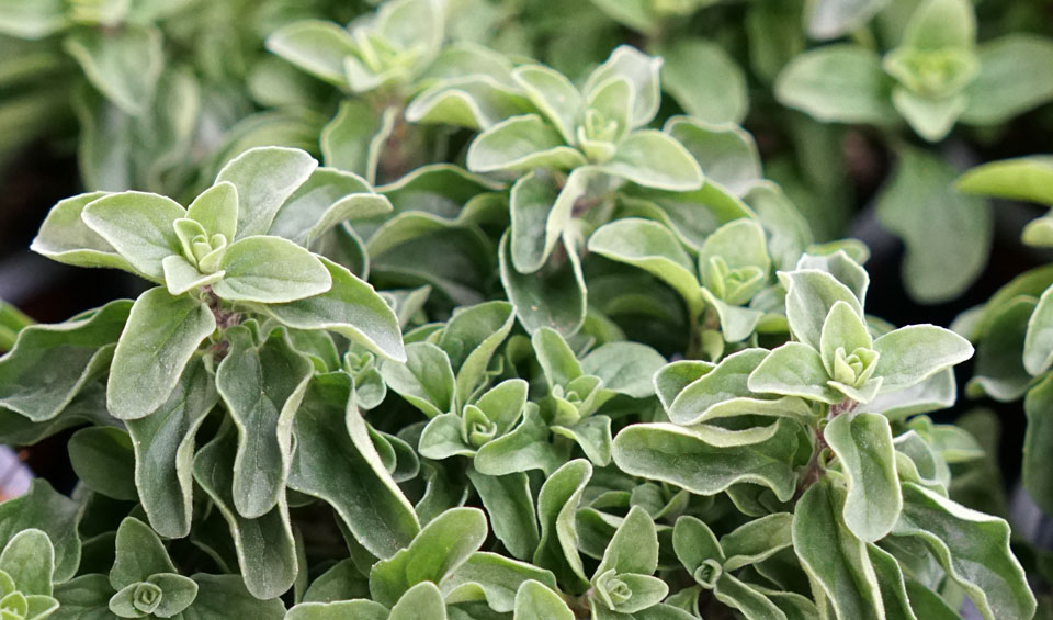 Mejorana MaQu, Origanum majorana