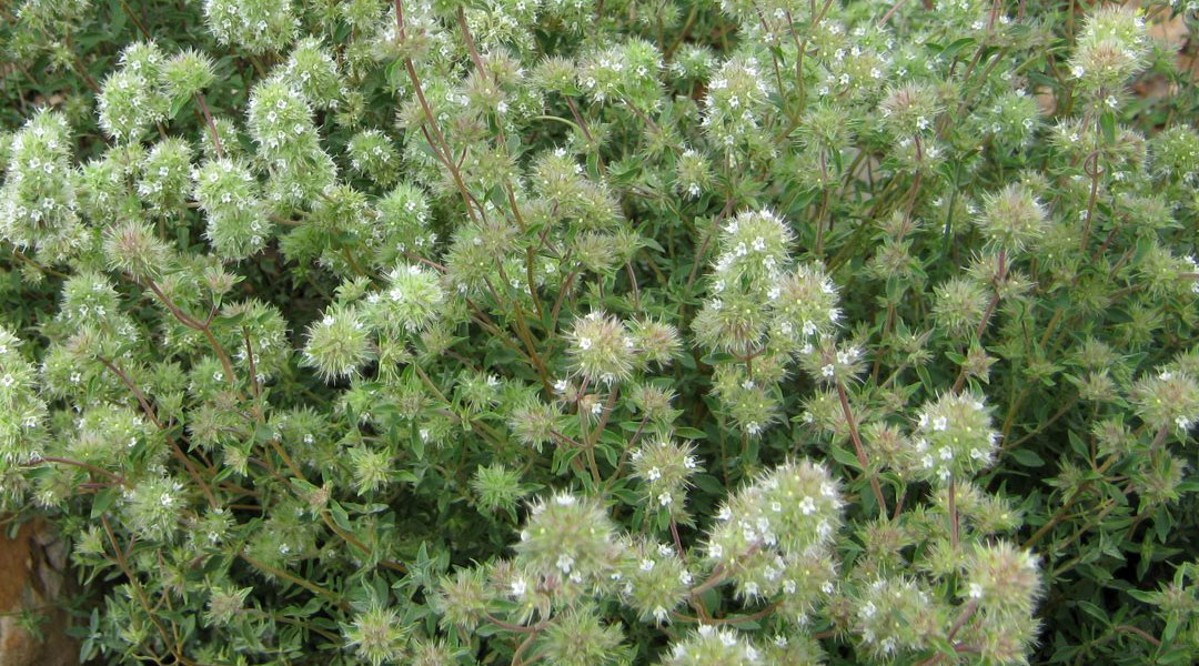 Mejorana o Origanum majorana en floración.