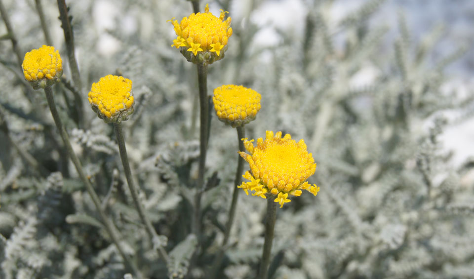Santolina chamaecyparissus MaQu en flo