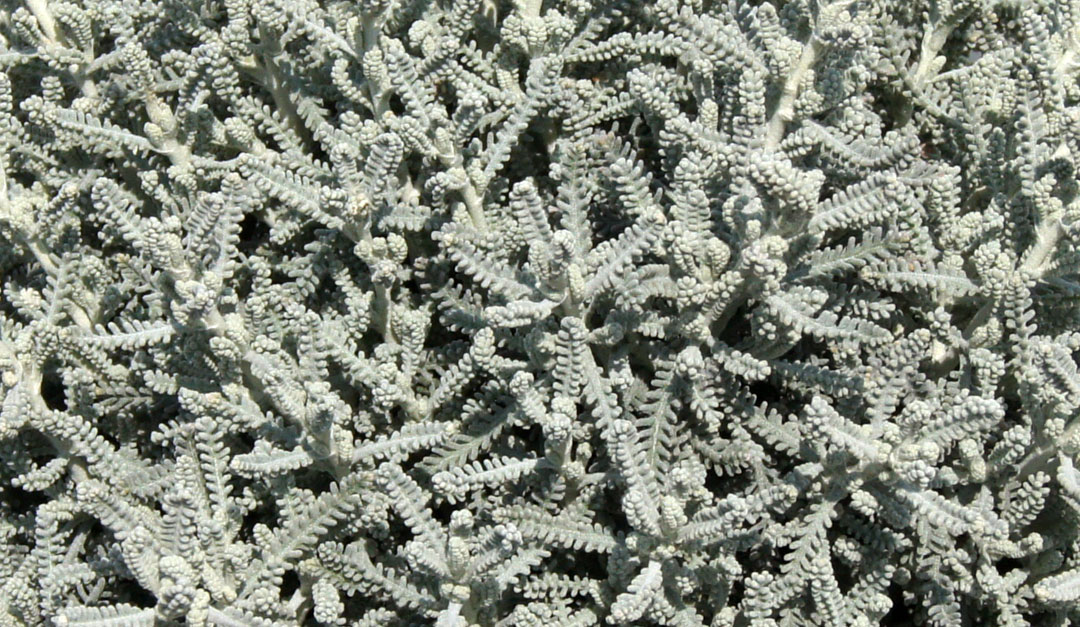 Santolina chamaecyparissus MaQu, follaje