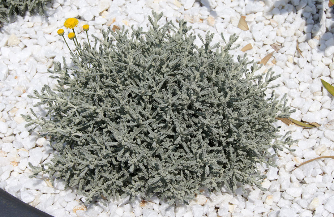 Santolina chamaecyparissus MaQu, porte